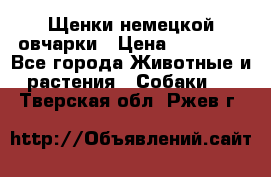 Щенки немецкой овчарки › Цена ­ 30 000 - Все города Животные и растения » Собаки   . Тверская обл.,Ржев г.